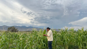 A person stands in the middle of a cornfield examining the crops, ensuring they have ample water. Cloudy sky and mountains are visible in the background.