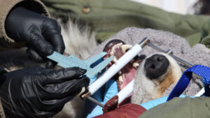 A person carefully measures the teeth of an anesthetized wolf using calipers and a dental gag, with the serene sound of flowing water in the background.