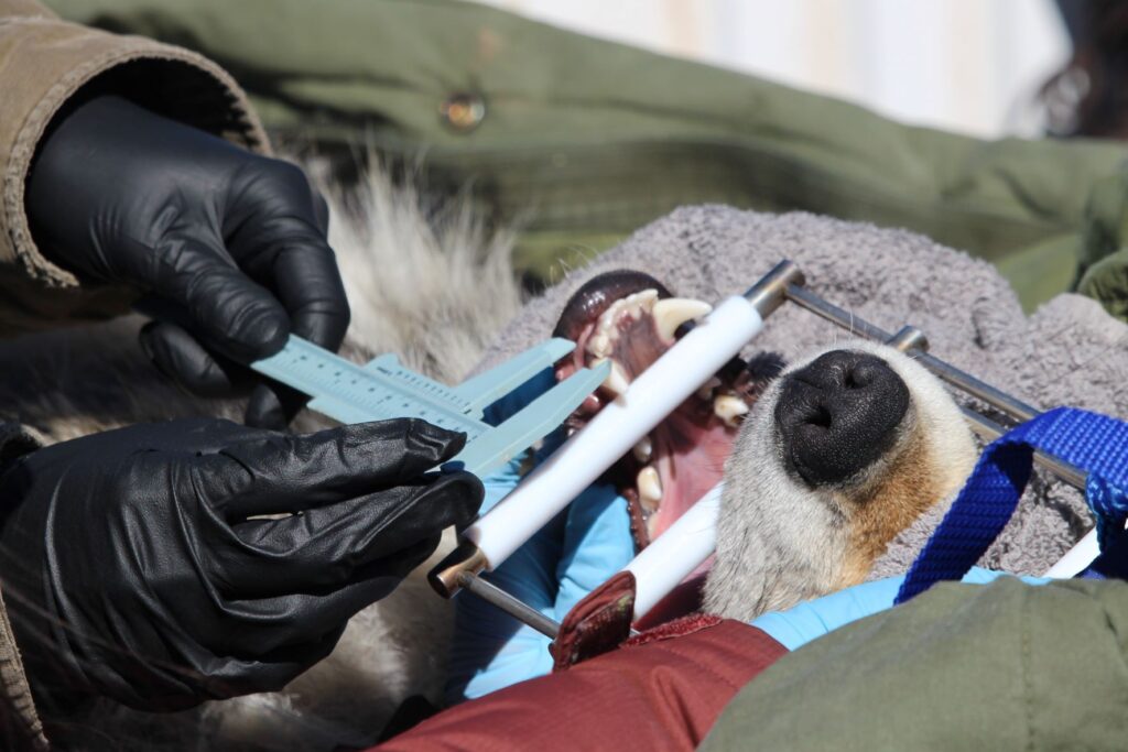 A wolf's mouth is being carefully measured with calipers while sedated, as its head rests securely in gloved hands. Nearby, water drips gently in the background, adding a serene touch to the meticulous research procedure.