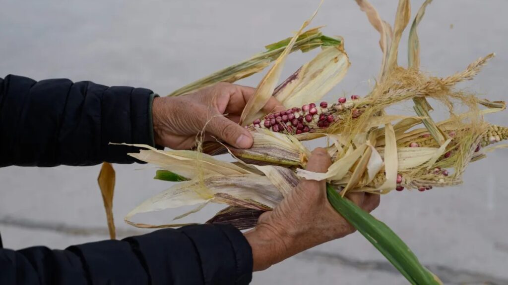 Hands peeling husks from an ear of red corn, with dried leaves and tassels visible.